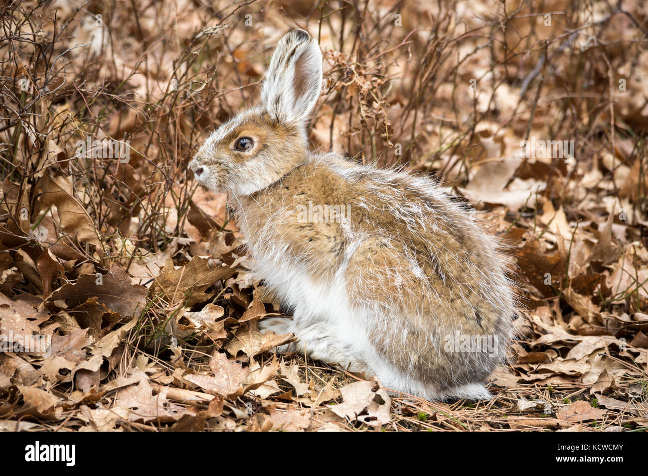 Snowshoe hare (Lepus americanus) morphing to summer coat, Sudbury