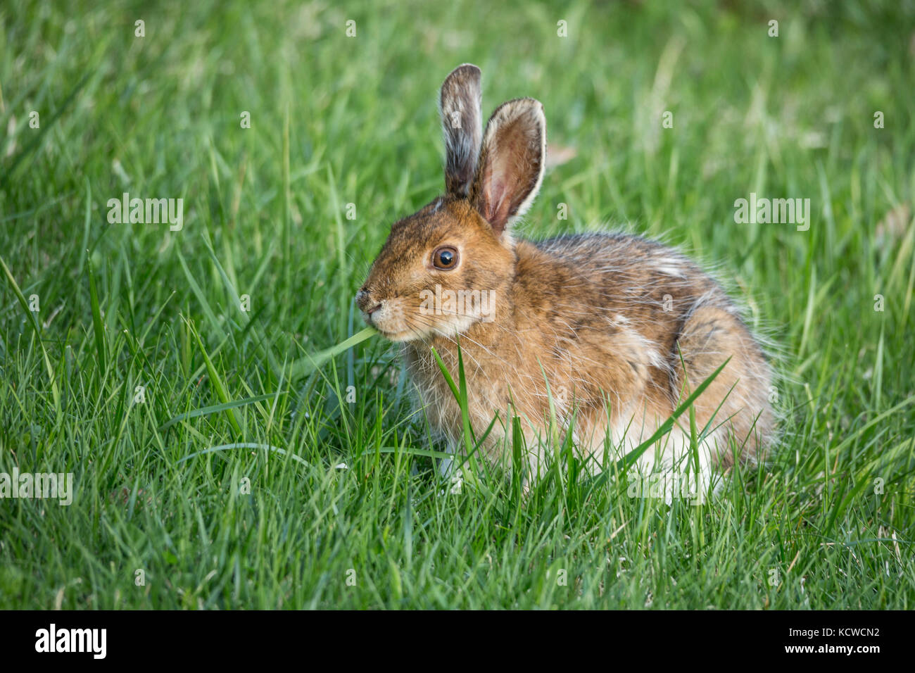 Snowshoe hare (Lepus americanus) morphing to summer coat, showing remnants of winter fur, Sudbury, Ontario, Canada Stock Photo