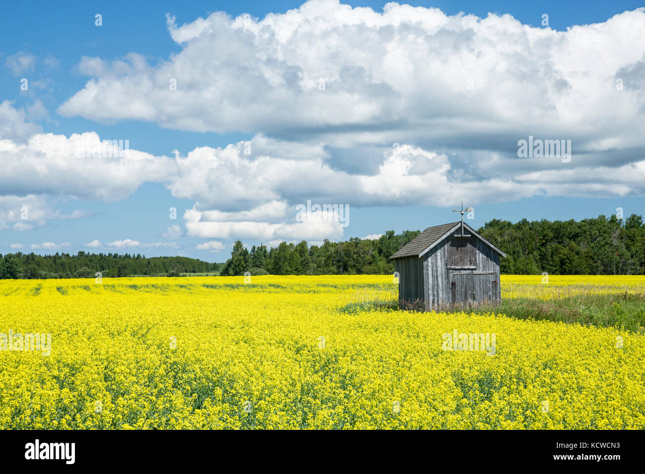 Shed in farm field, Providence Bay, Manitoulin Island, Ontario, Canada Stock Photo