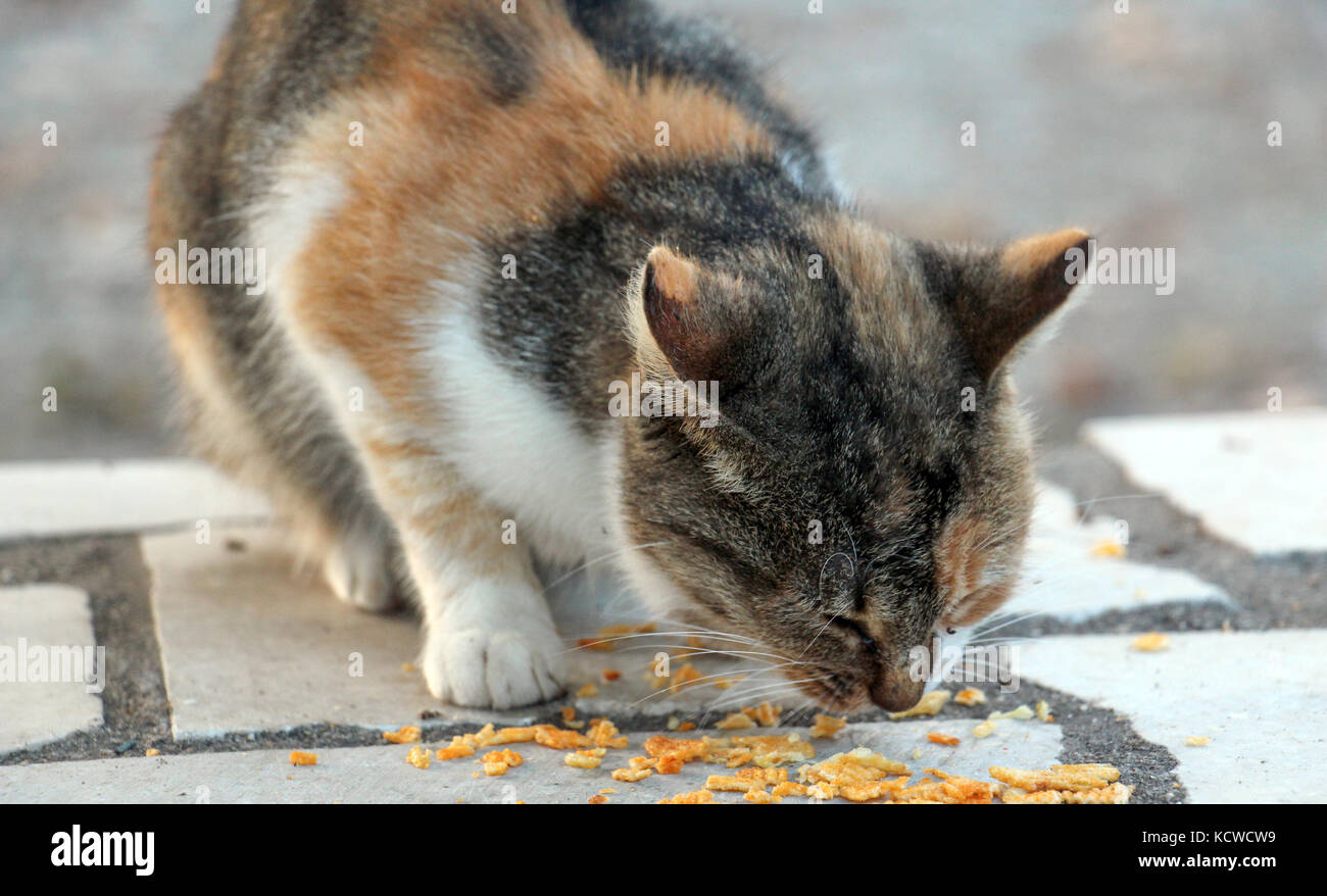 picture of a colorful stray cat eating potato chips Stock Photo Alamy