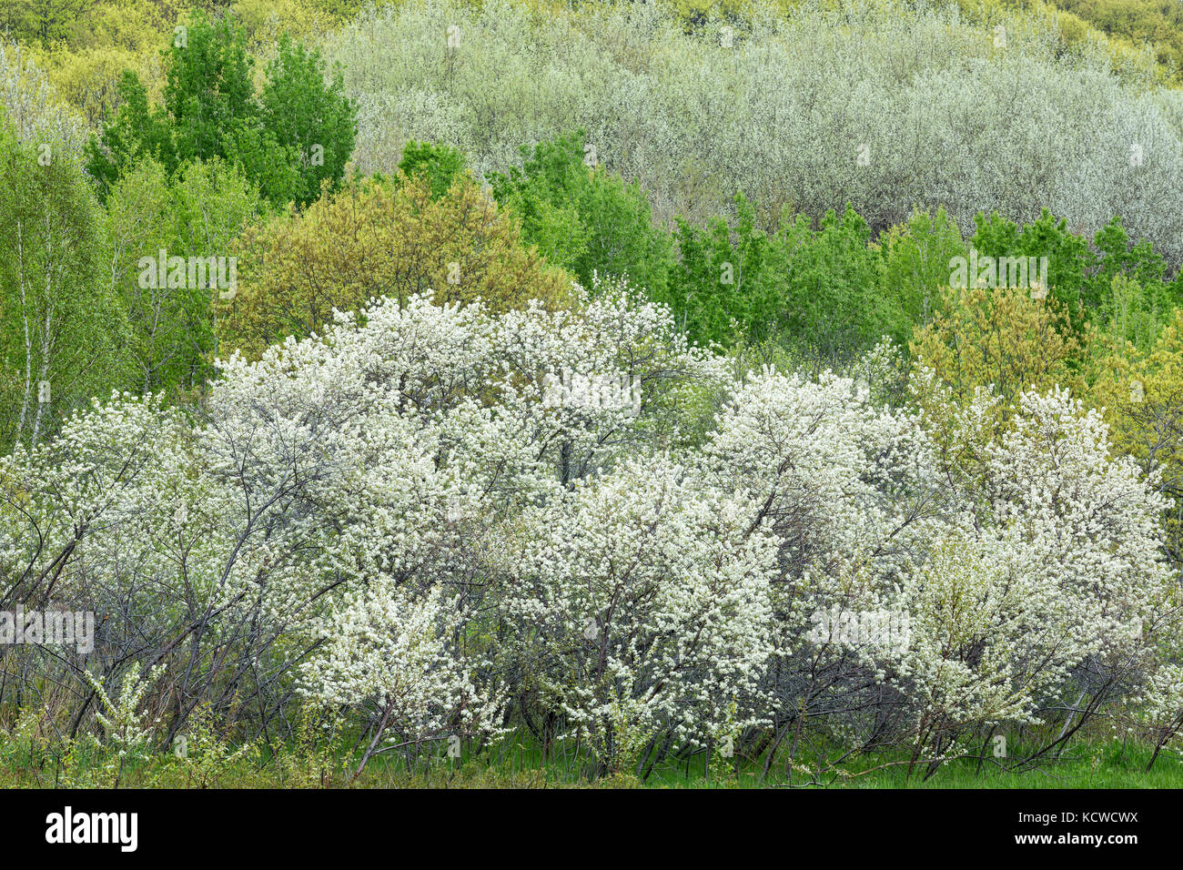 Forest in spring on hillside, Naughton, City of Greater Sudbury, Ontario, Canada Stock Photo