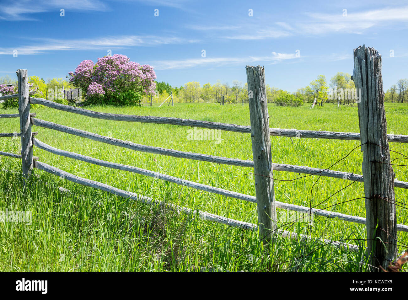 Fence and lilac bush in farm field, Manitoulin Island, Ontario, Canada Stock Photo