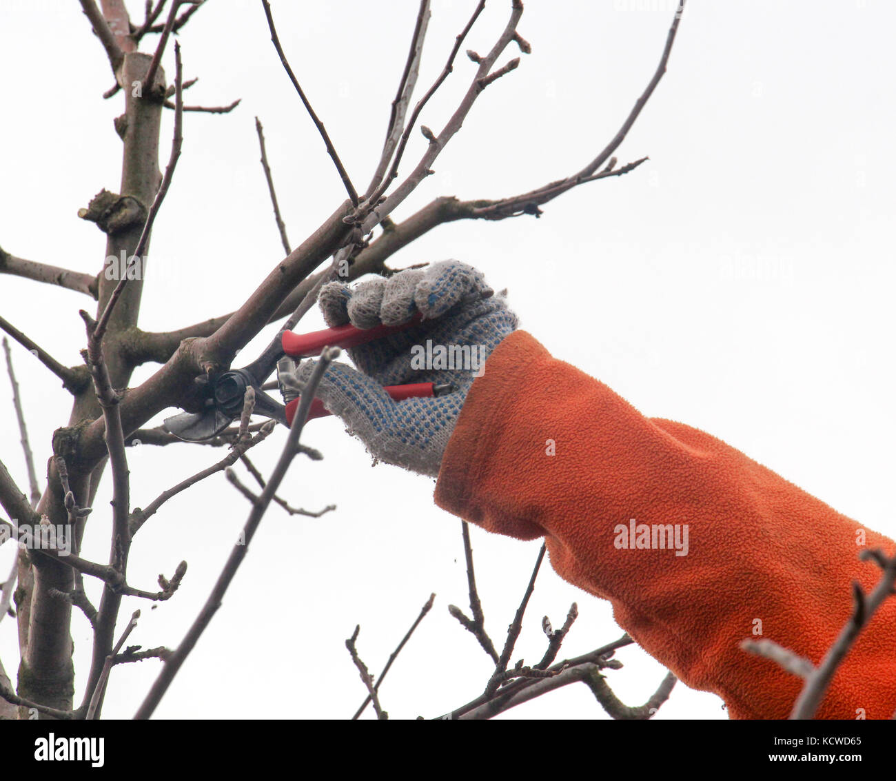 picture of a man pruning apple tree in december Stock Photo Alamy