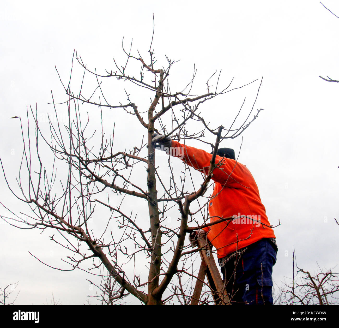 picture of a man pruning apple tree in december Stock Photo Alamy