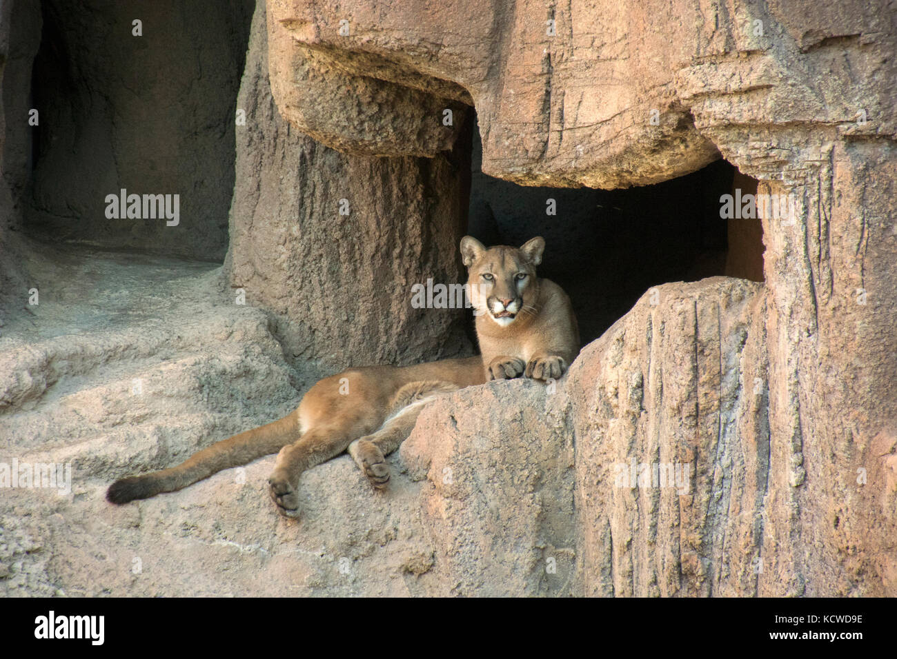 champú Experto para jugar Cougar or Mountain Lion (Puma concolor) laying in den, Arizona Sonoran  Desert Museum, Tucson, AZ Stock Photo - Alamy