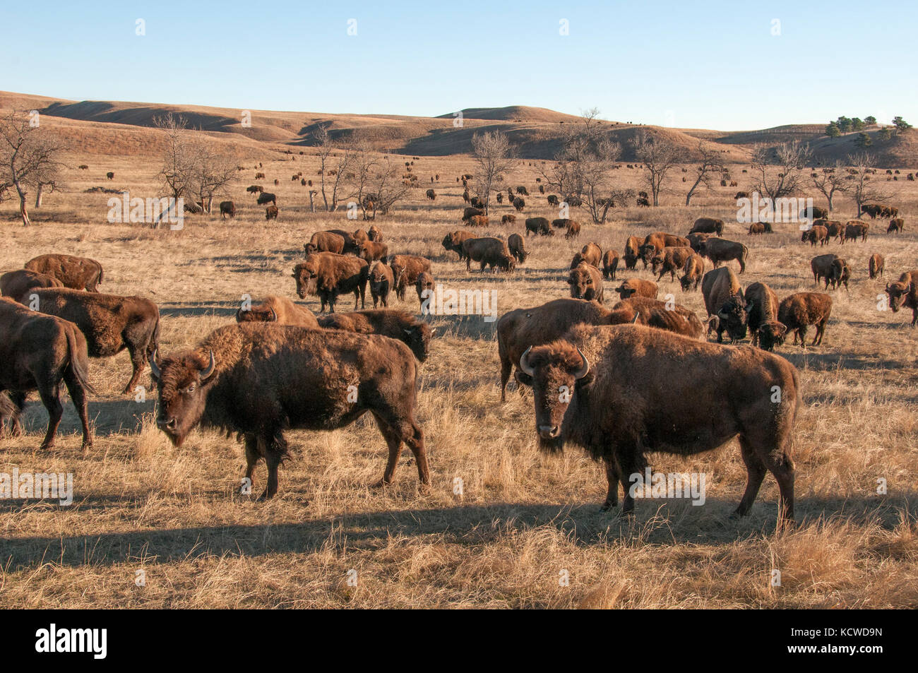 Bison herd on grasslands. (Bison bison), Wind Cave Nat'l Park, South Dakota, late autumn, USA Stock Photo