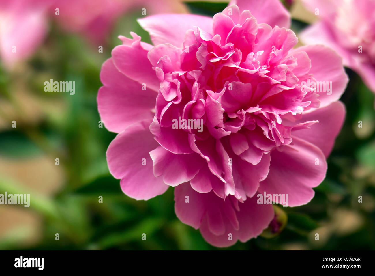 Pink peonies in the garden Stock Photo - Alamy