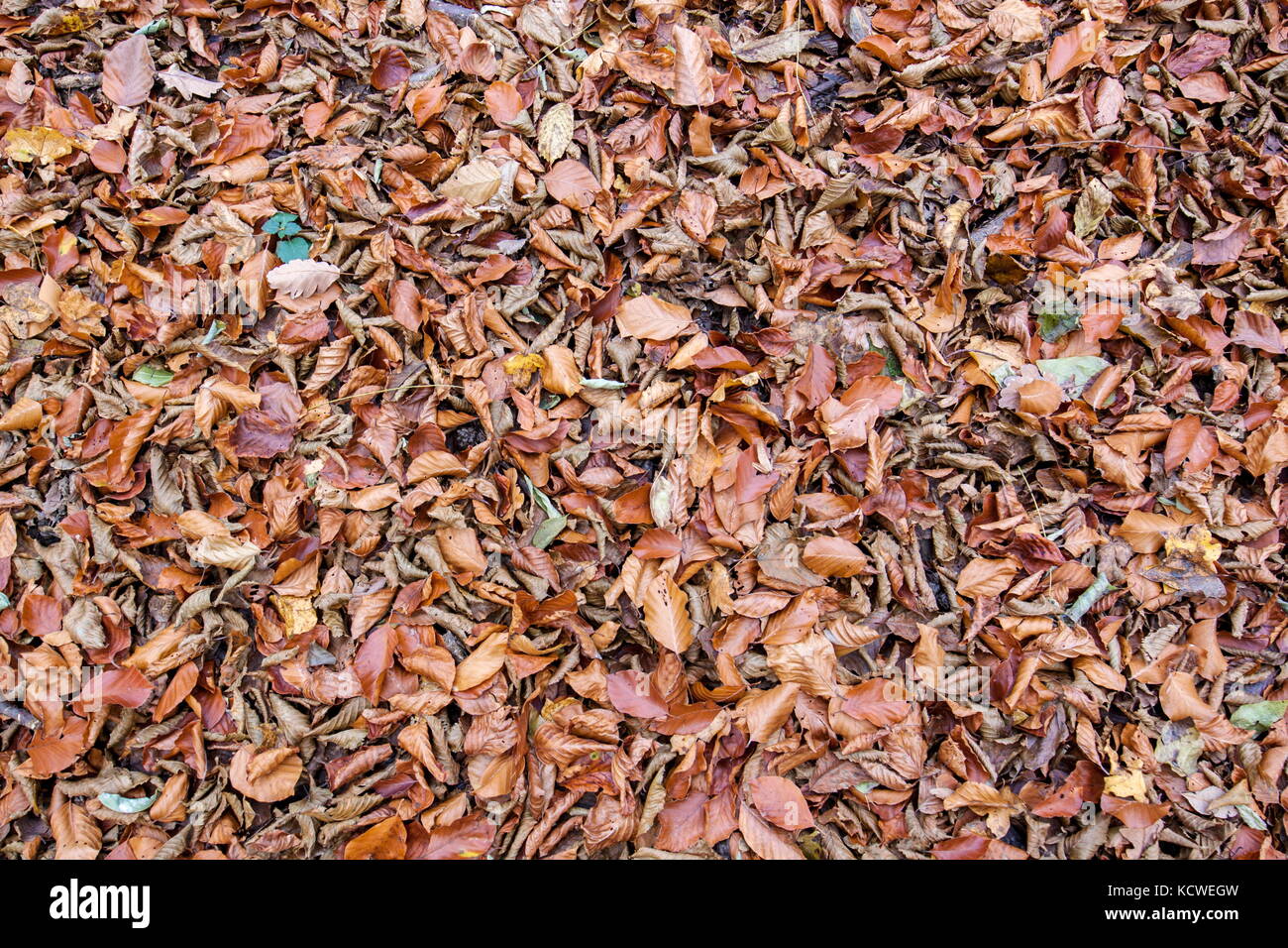 Dried autumn leaves scattered in the forest or park Stock Photo