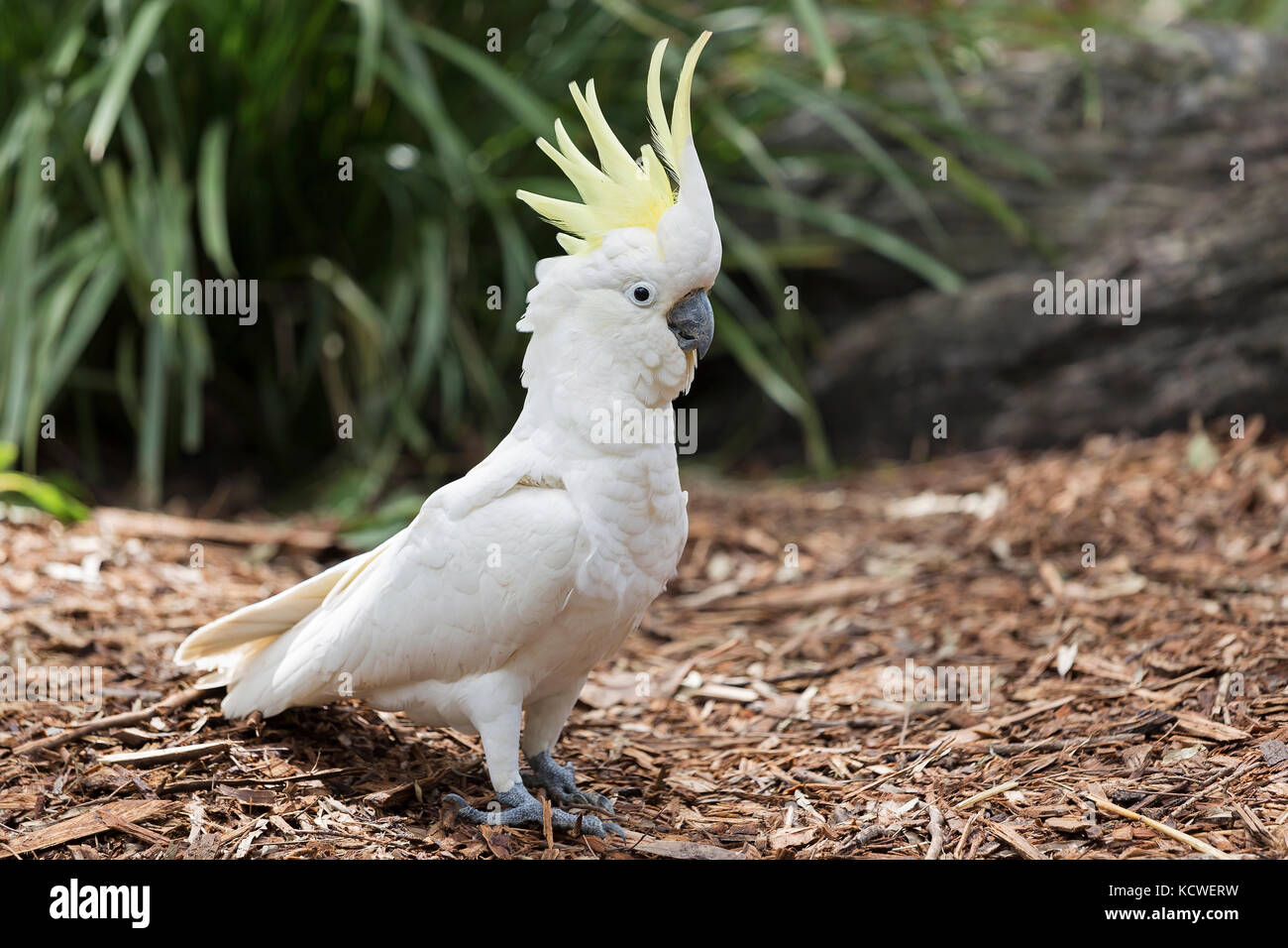 The Sulphur-Crested Cockatoo, popular bird in Australia. Stock Photo