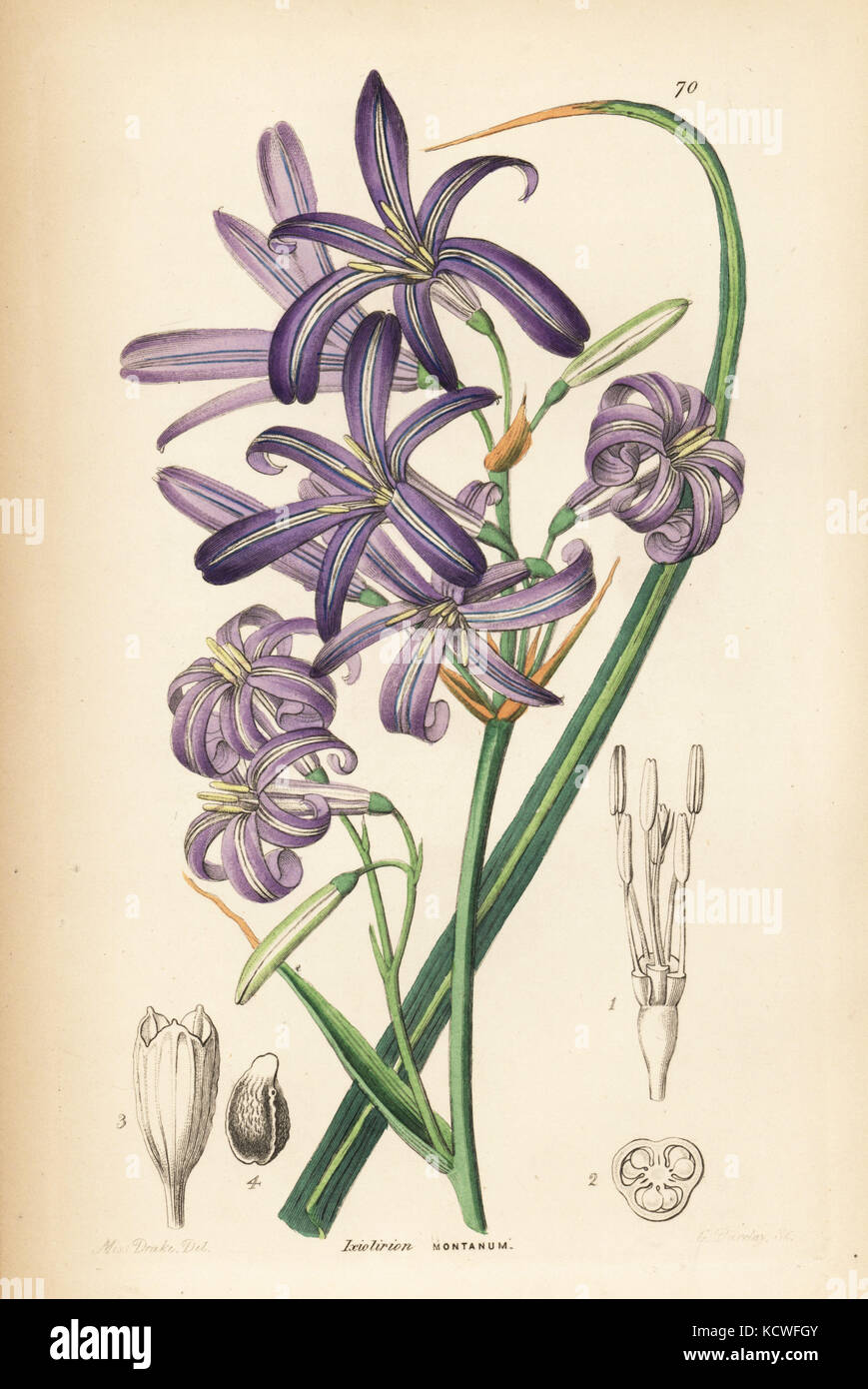 Siberian lily or lavender mountain lily, Ixiolirion tataricum (Mountain ixia-lily, Ixiolirion montanum). Handcoloured copperplate engraving by G. Barclay after Miss Sarah Drake from John Lindley and Robert Sweet's Ornamental Flower Garden and Shrubbery, G. Willis, London, 1854. Stock Photo