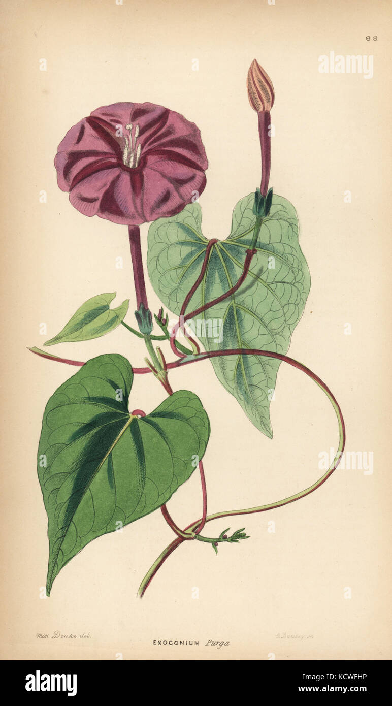 True jalap, Ipomoea dumosa (Exogonium purga). Handcoloured copperplate engraving by G. Barclay after Miss Sarah Drake from John Lindley and Robert Sweet's Ornamental Flower Garden and Shrubbery, G. Willis, London, 1854. Stock Photo