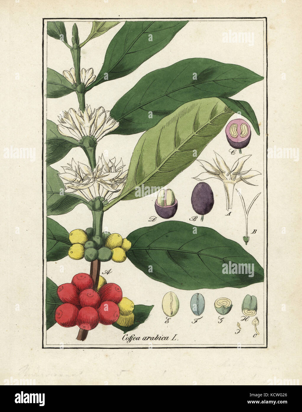 Coffee plant, Coffea arabica, with flowers, beans and seeds. Handcoloured copperplate engraving from Edouard Winkler's Getreue Abbildung aller in der Pharmacopoea (True Pictures of Pharmacopeia), Leipzig, 1843. Stock Photo