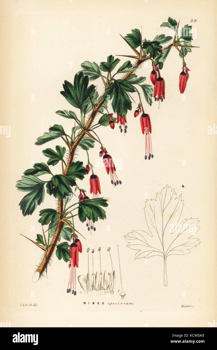Fuchsia-flowered gooseberry, Ribes speciosum. Handcoloured copperplate engraving by Weddell after Edwin Dalton Smith from John Lindley and Robert Sweet's Ornamental Flower Garden and Shrubbery, G. Willis, London, 1854. Stock Photo