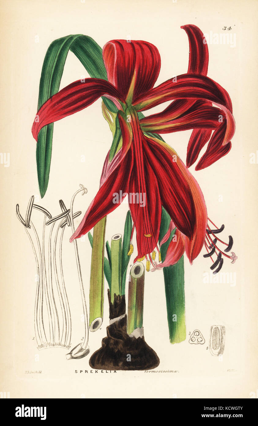 Crimson Jacobean lily, Sprekelia formosissima. Handcoloured copperplate engraving by Weddell after Edwin Dalton Smith from John Lindley and Robert Sweet's Ornamental Flower Garden and Shrubbery, G. Willis, London, 1854. Stock Photo