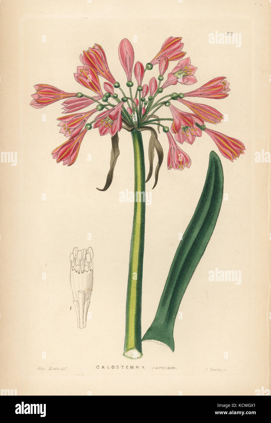 Garland lily, Calostemma purpureum (Flesh-coloured calostemma, Calostemma carneum). Handcoloured copperplate engraving by G. Barclay after Miss Sarah Drake from John Lindley and Robert Sweet's Ornamental Flower Garden and Shrubbery, G. Willis, London, 1854. Stock Photo