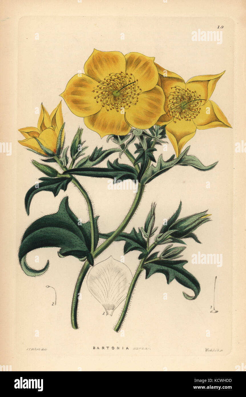 Golden bartonia, Bartonia aurea. Handcoloured copperplate engraving by Weddell after J.T. Hart from John Lindley and Robert Sweet's Ornamental Flower Garden and Shrubbery, G. Willis, London, 1854. Stock Photo