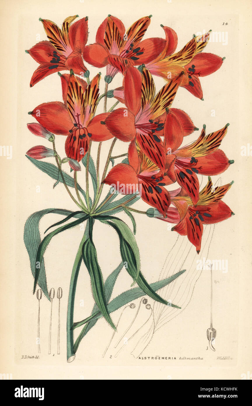 Peruvian lily, Alstroemeria ligtu (crimson alstroemeria, Alstroemeria haemantha). Handcoloured copperplate engraving by Weddell after Edwin Dalton Smith from John Lindley and Robert Sweet's Ornamental Flower Garden and Shrubbery, G. Willis, London, 1854. Stock Photo
