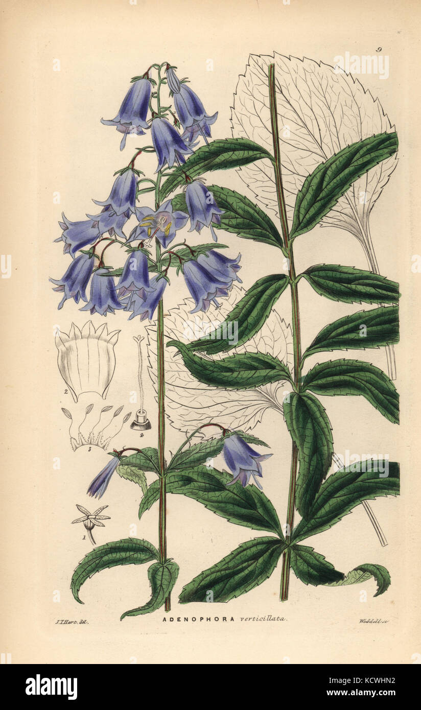 Japanese lady bell, Adenophora triphylla (Whorl-leaved adenophora, Adenophora verticillata). Handcoloured copperplate engraving by Weddell after J.T. Hart from John Lindley and Robert Sweet's Ornamental Flower Garden and Shrubbery, G. Willis, London, 1854. Stock Photo