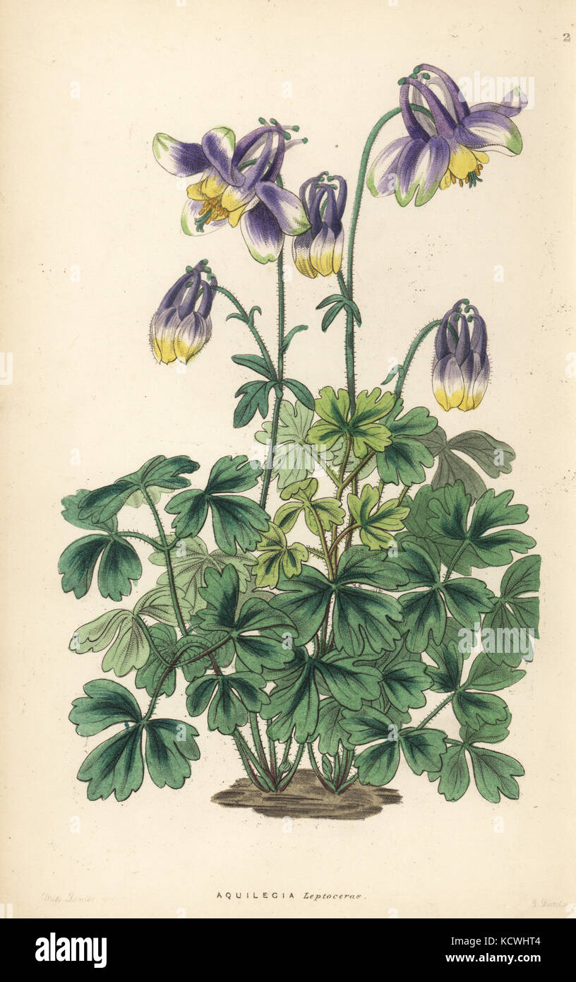 Slender-horned columbine, Aquilegia leptoceras. Handcoloured copperplate engraving by G. Barclay after Miss Sarah Drake from John Lindley and Robert Sweet's Ornamental Flower Garden and Shrubbery, G. Willis, London, 1854. Stock Photo