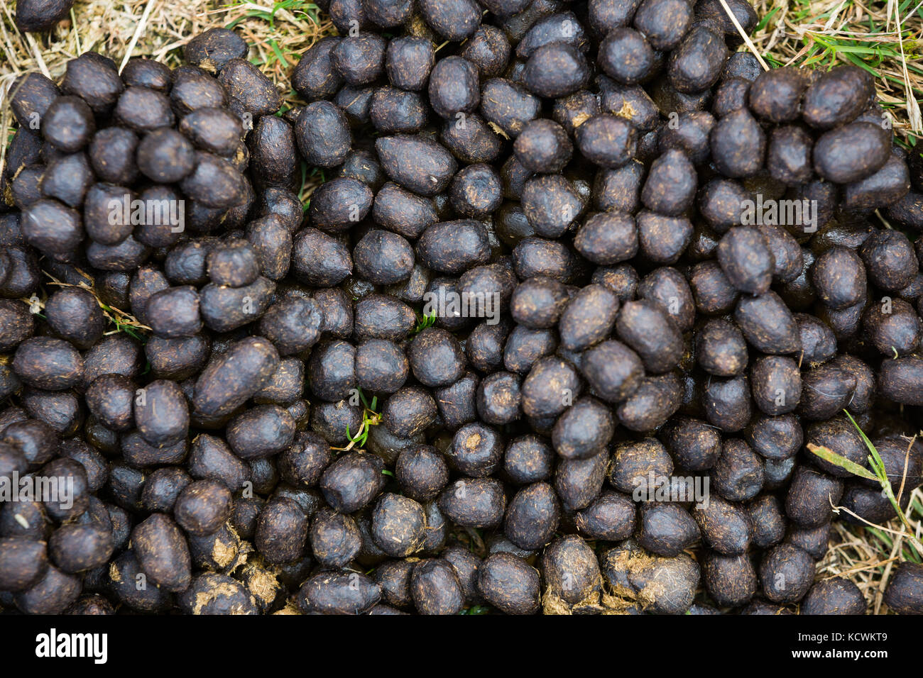 Top view of a pile of Goat droppings or turd that can be used as a natural fertilizer Stock