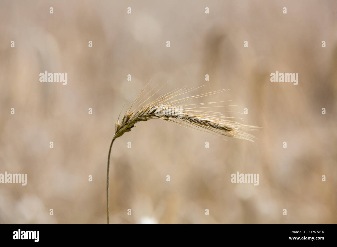 Kamut plant hi-res stock photography and images - Alamy