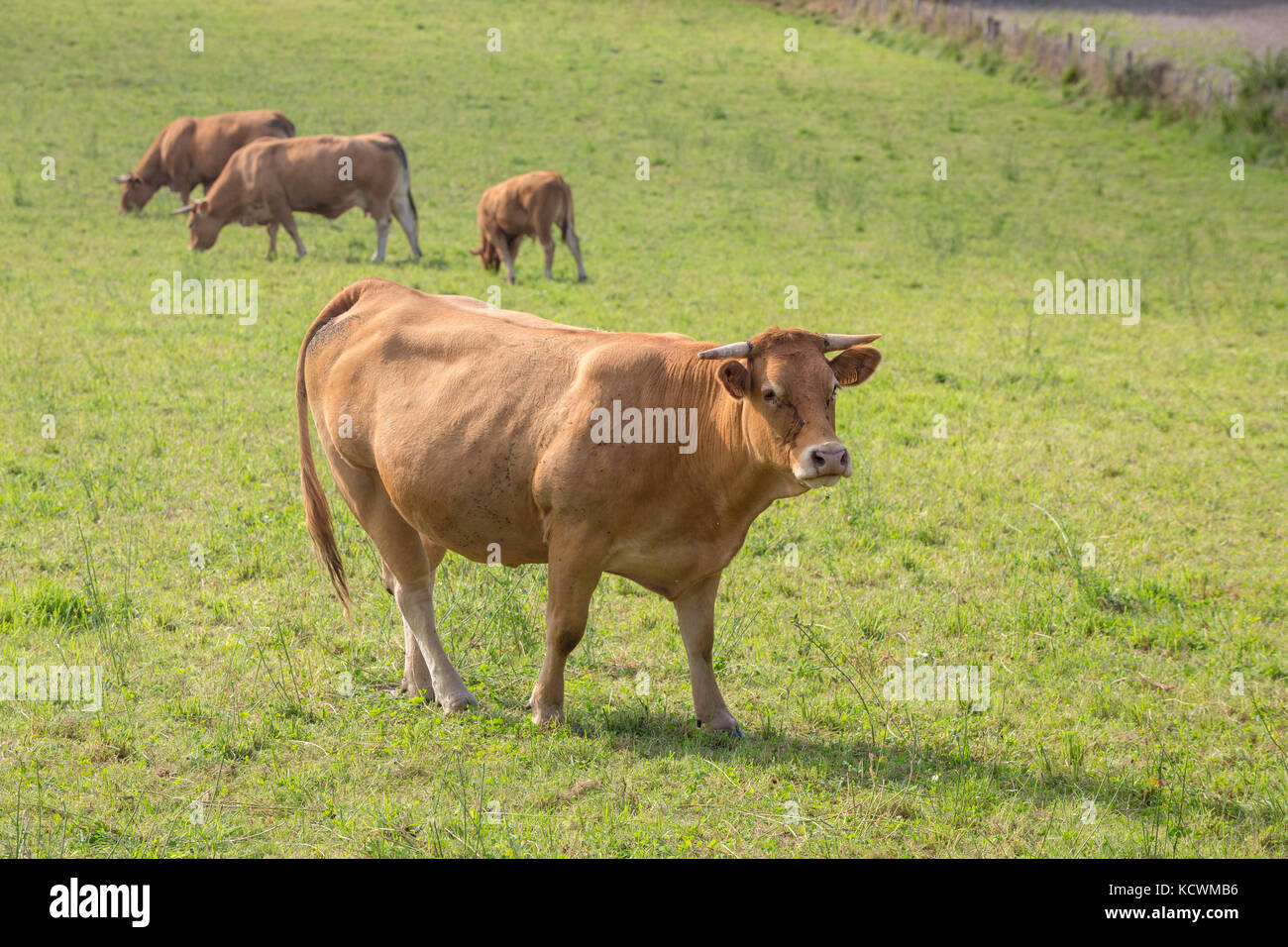 French Cattle Breed Stock Photos & French Cattle Breed Stock Images Alamy
