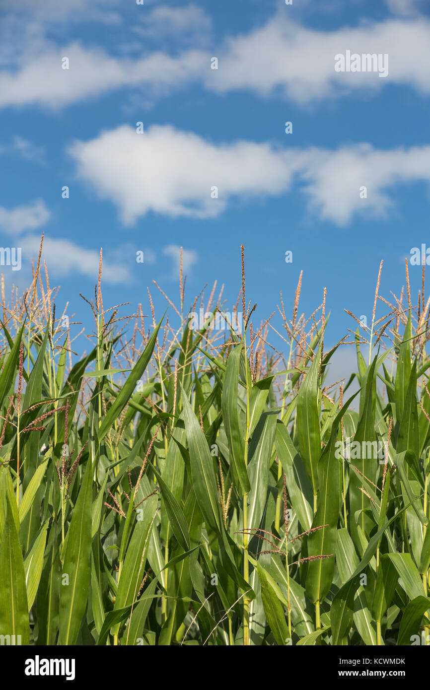Side view of young green Corn or Maize plants with many small male flowers make up the male inflorescence, called the tassel. Stock Photo