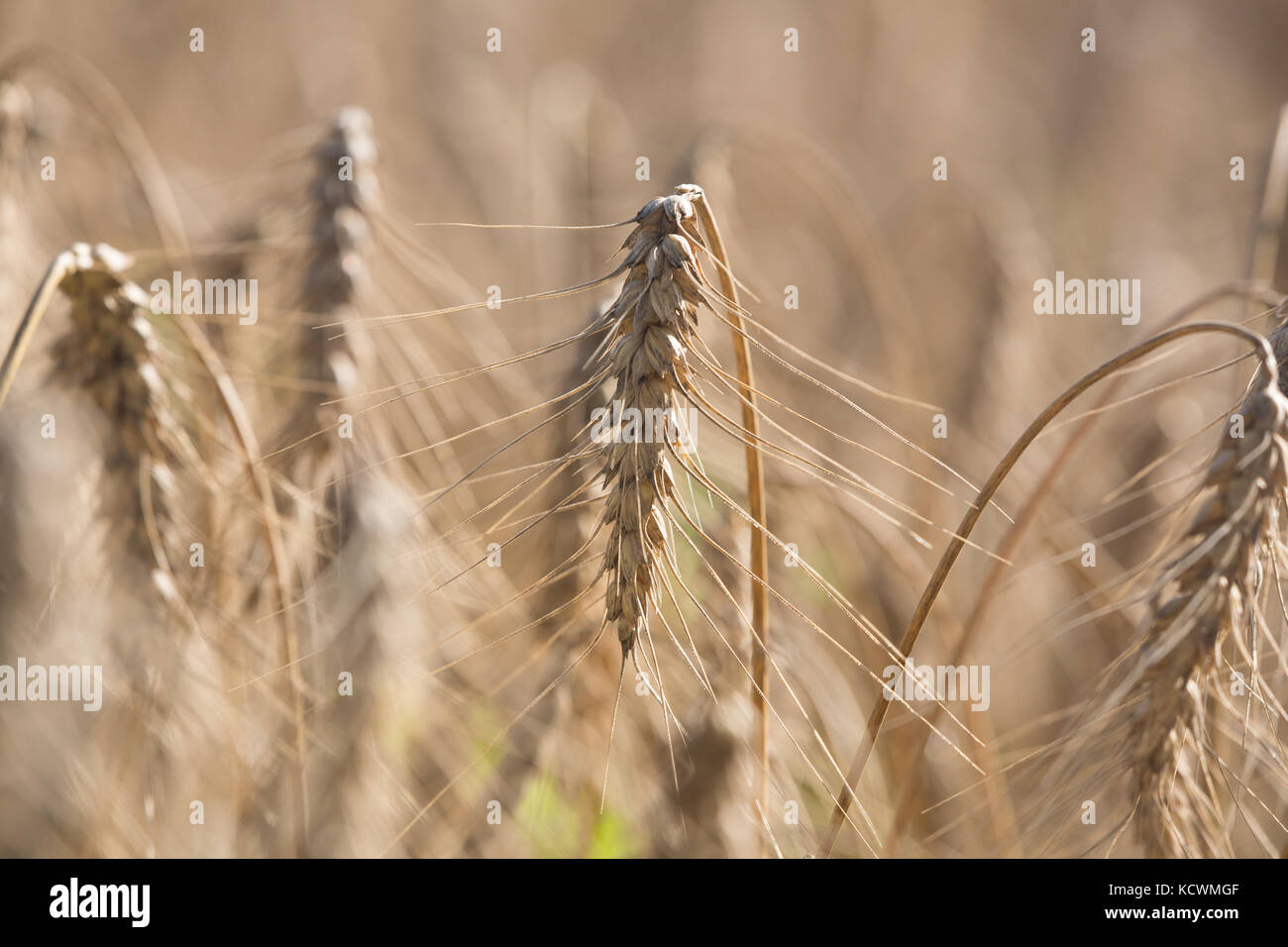 Kamut plant hi-res stock photography and images - Alamy