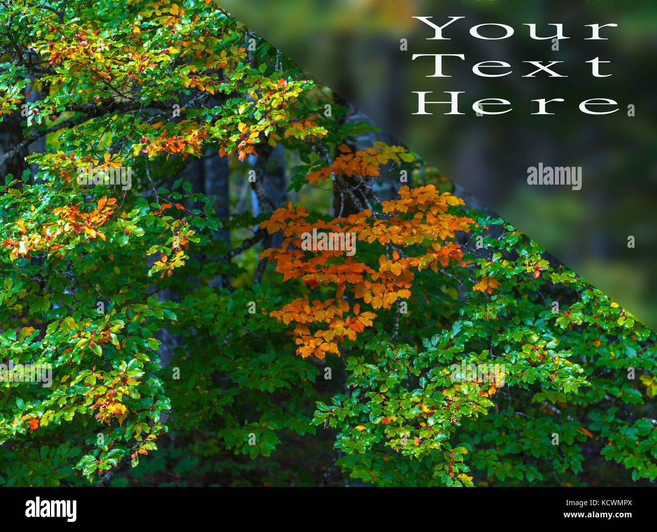 Fall greetings with colorful leaves hi-res stock photography and images ...