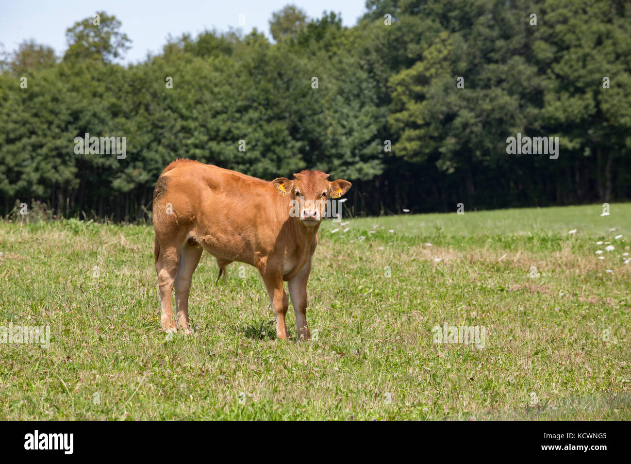 LIMOUSIN, FRANCE: AUGUST 8, 2017: A Limousin bull calf with ear tags ...