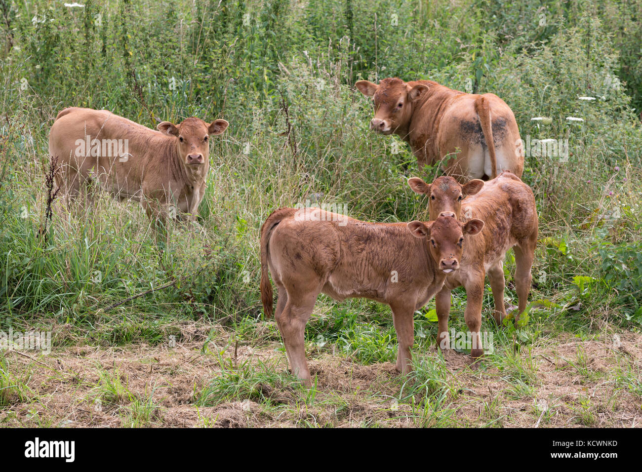 Limousin Calf And Cow High Resolution Stock Photography and Images - Alamy