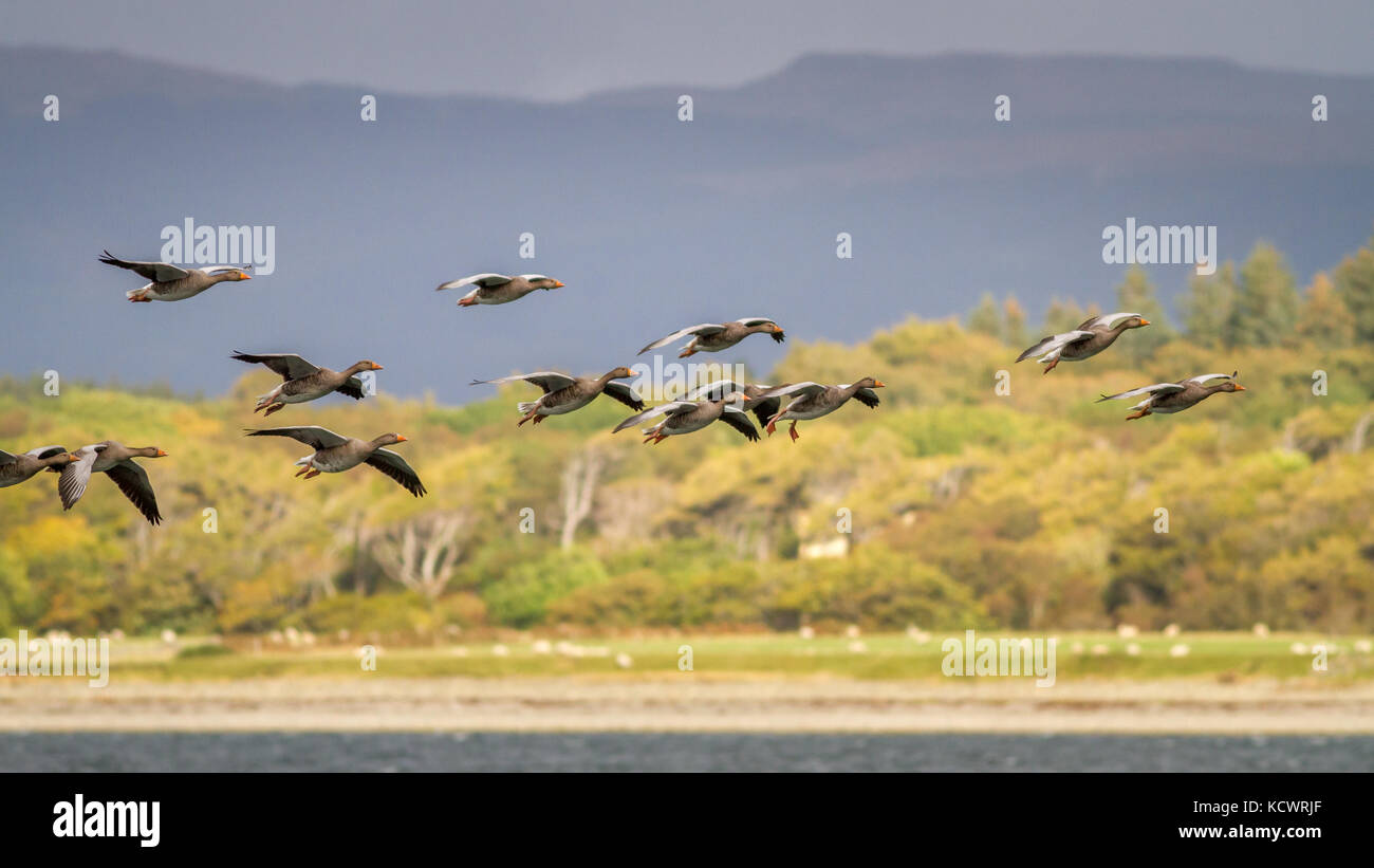 UK wildlife: Greylag geese coming in to land on Loch Na Keal, Isle of Mull, Scotland Stock Photo
