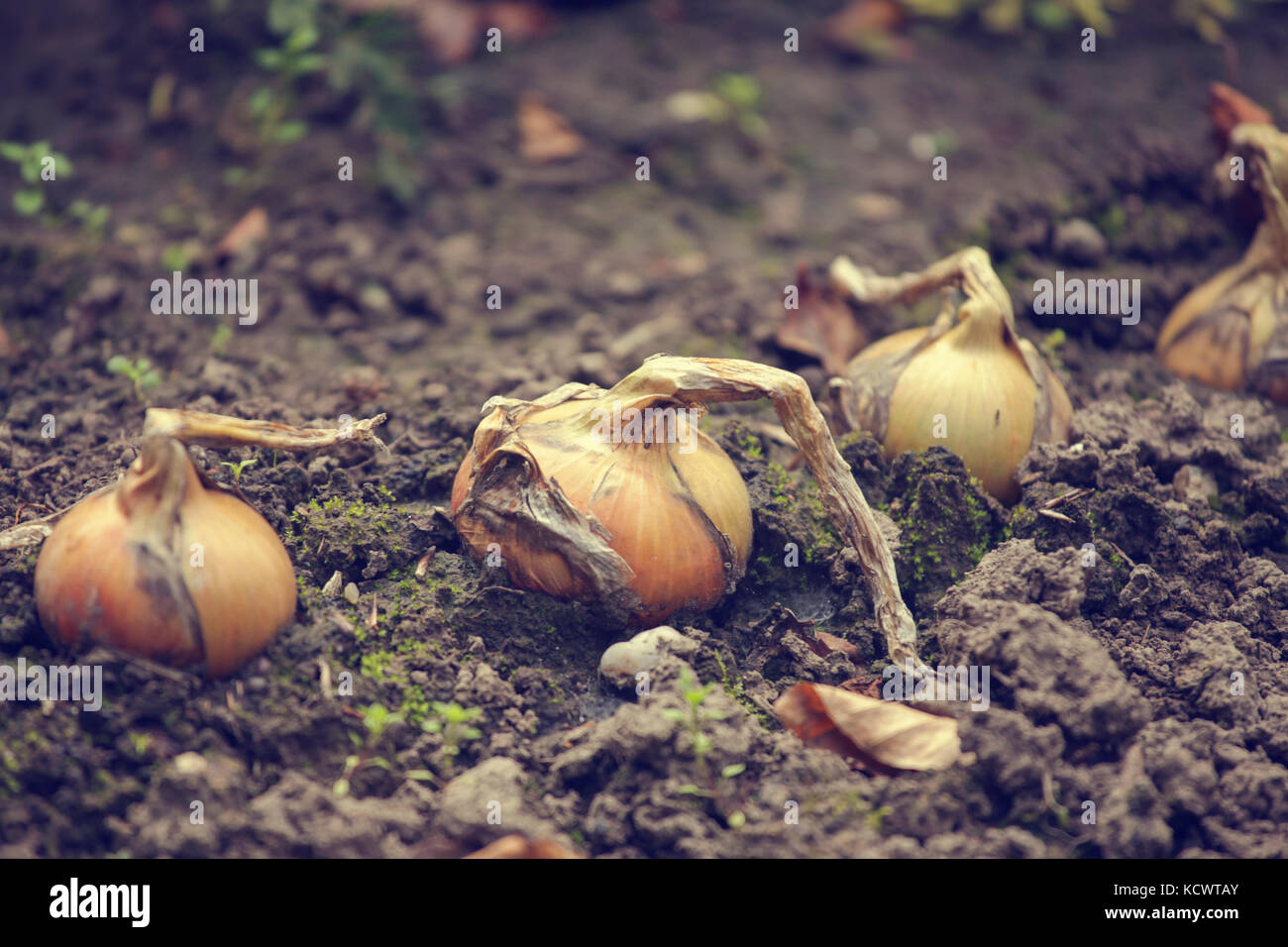 Home grown onions hi-res stock photography and images - Alamy
