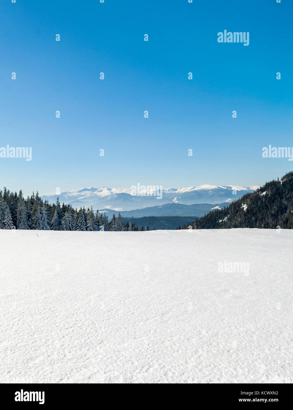 Pine tree forest in snowy winter mountains Stock Photo - Alamy