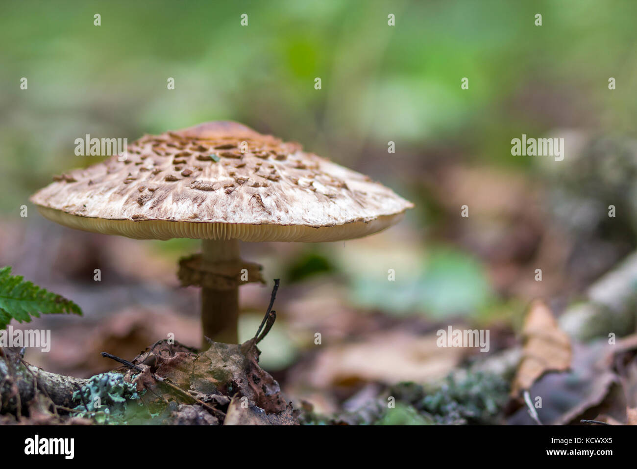 Big poisonous mushroom in forest macro Stock Photo