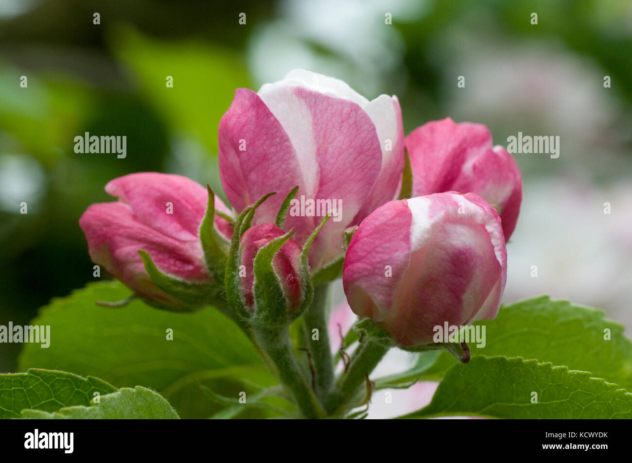 Wild Rose flowers Stock Photo
