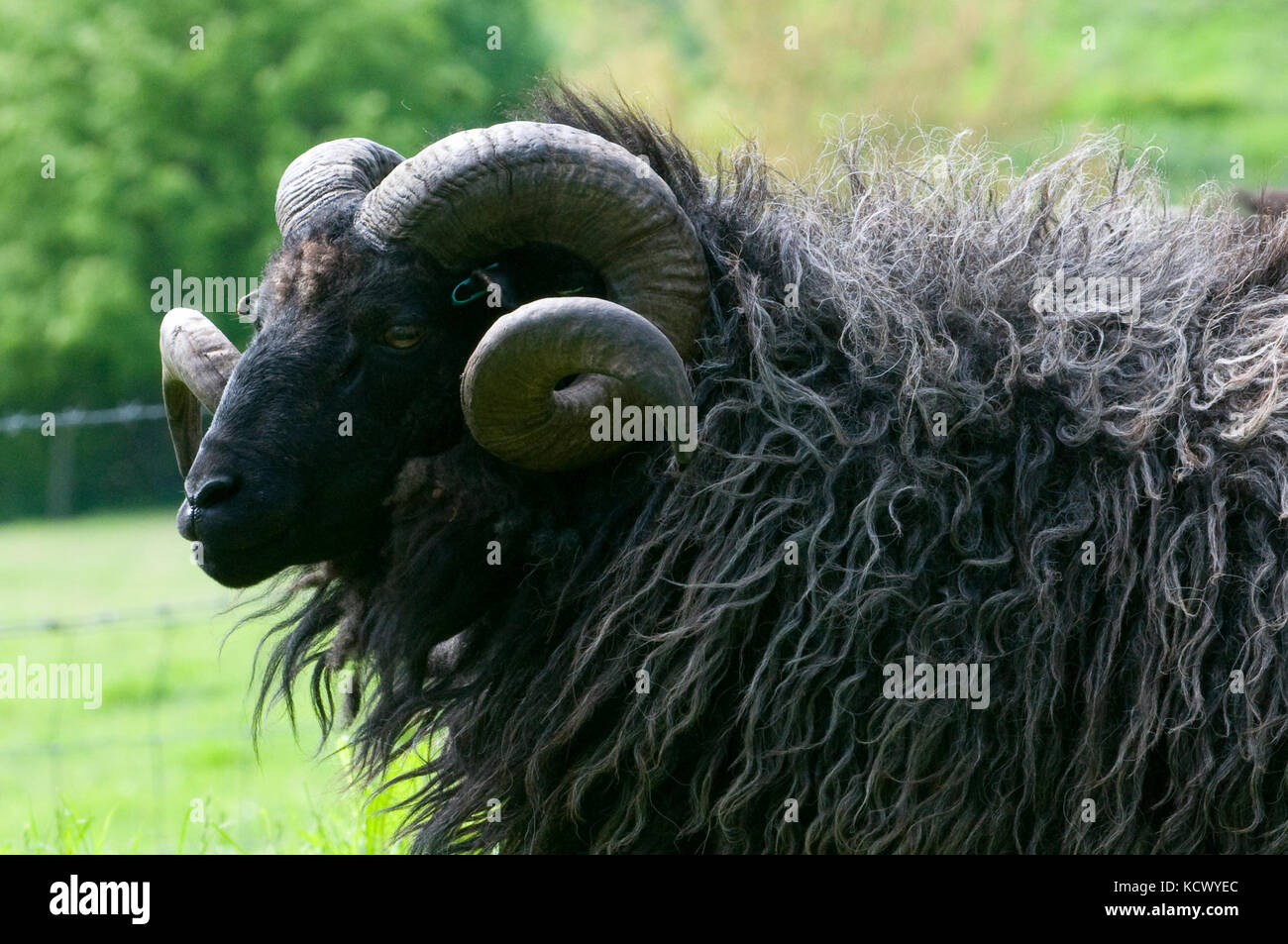 Long hair Welsh Mountain Sheep Stock Photo
