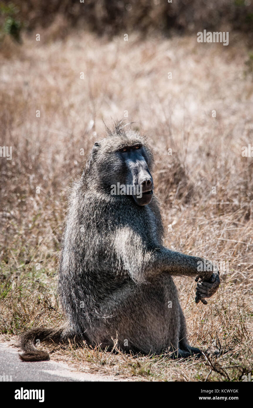 babuine at kruger park Stock Photo