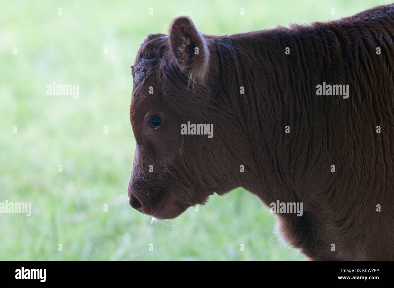 Young bullock calf Stock Photo