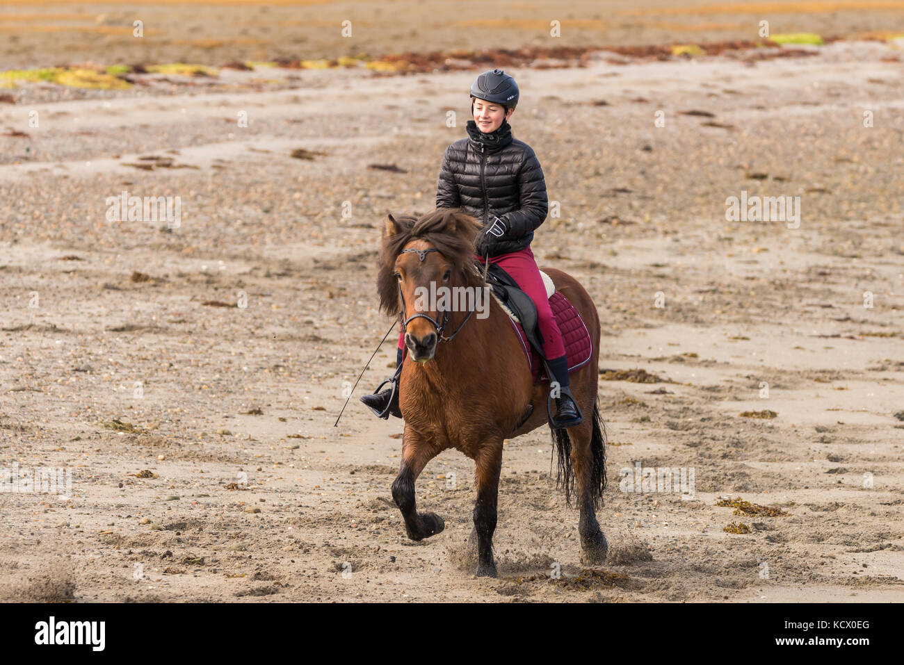 Young Norwegean caucasen teen girl riding horse at beach Stock Photo