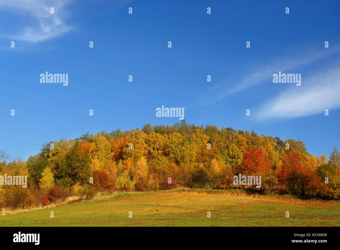 Deciduous and coniferous forest in fall colors Stock Photo Alamy