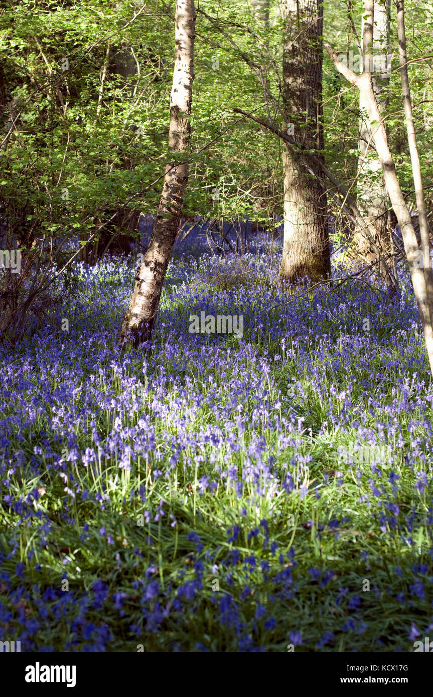 Blue Bell wood Brecon Beacons Stock Photo