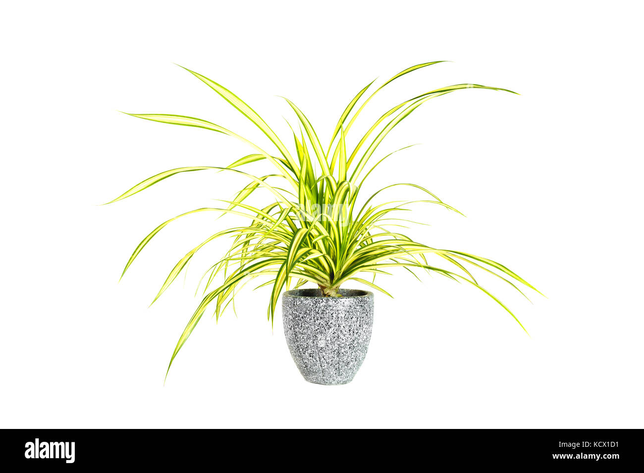 Green potted plant, trees in the pot isolated on white background Stock ...