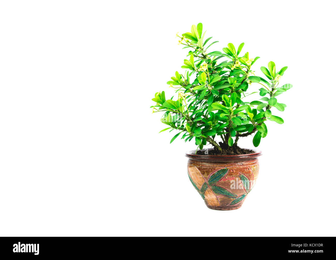 Green potted plant, trees in the pot isolated on white background Stock ...