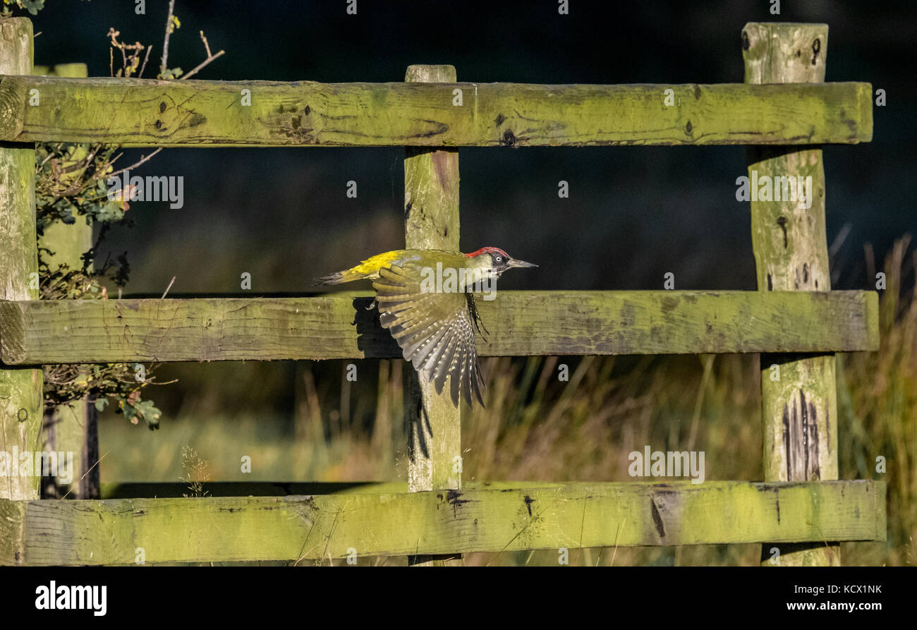 Green woodpecker uk flying hi-res stock photography and images - Alamy