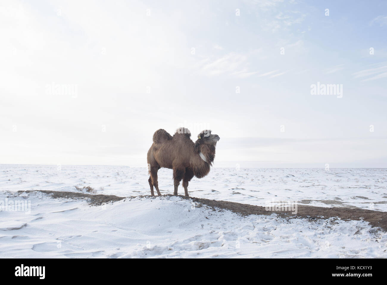 Camels in winter hi-res stock photography and images - Alamy