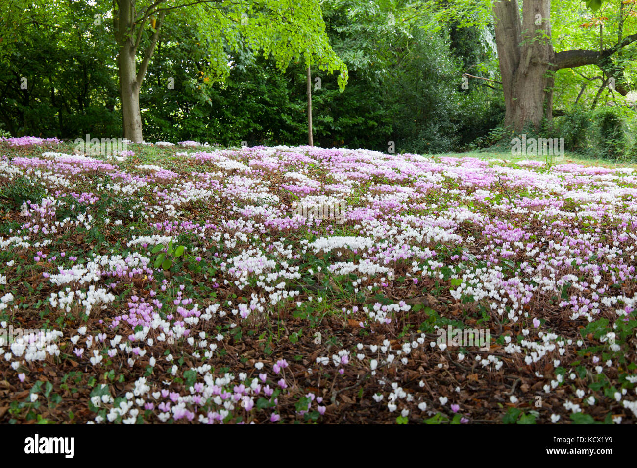 Cyclamen growing wild in a garden, Chipping Campden, Cotswolds, Gloucestershire, England, United Kingdom, Europe Stock Photo