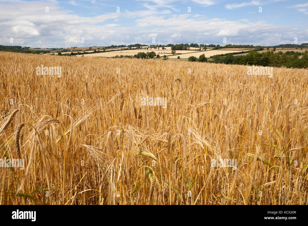 Ripe Barley in field, Guiting Power, Cotswolds, Gloucestershire, England, United Kingdom, Europe Stock Photo