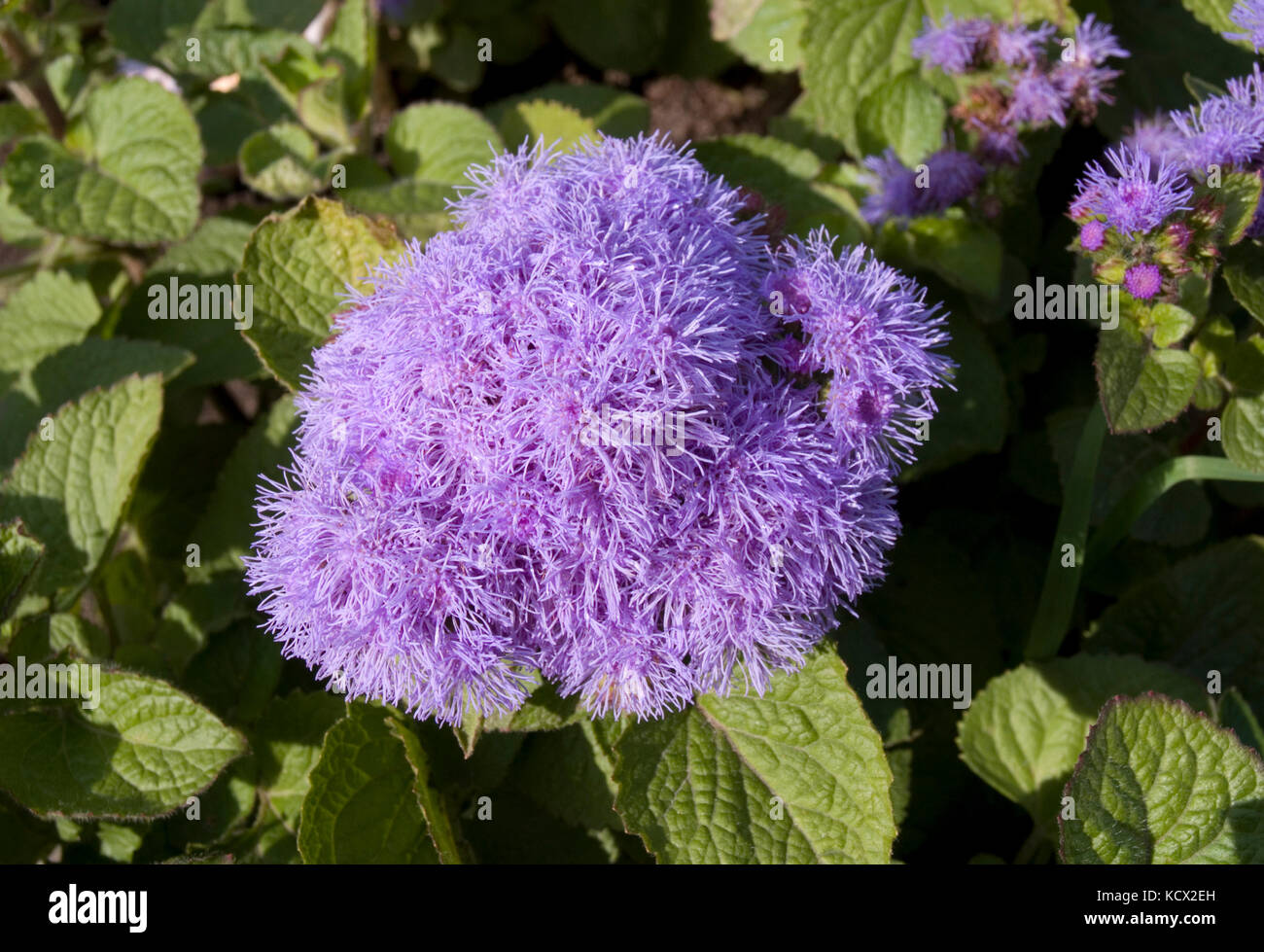 Perennial ageratum hi-res stock photography and images - Alamy