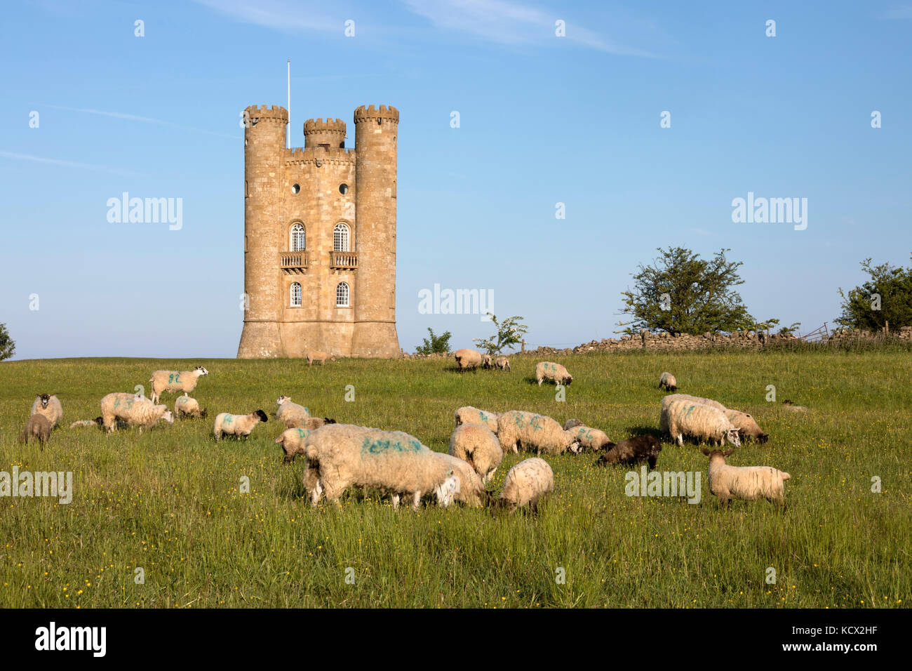 Broadway Tower with grazing sheep in grass field, Broadway, Cotswolds, Worcestershire, England, United Kingdom, Europe Stock Photo